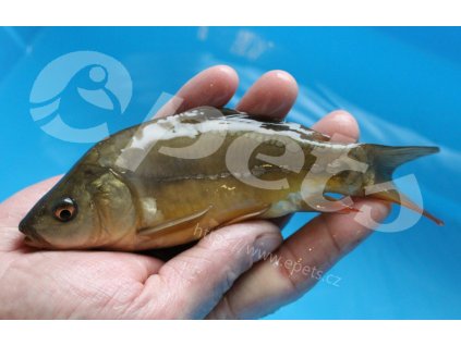 Cyprinus carpio bez šupin CZ