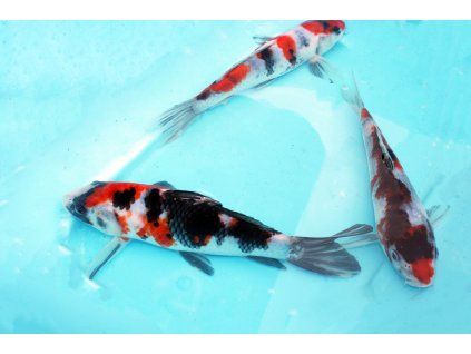 showa 17 25cm 2,0