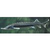 Acipenser stellatus 1