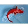 Carassius auratus red CZNZ