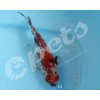 Carassius auratus schubunkin CZ