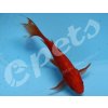 Carassius auratus red comet1