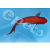 Carassius auratus red comet