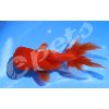 Caras.aurat.schl.red oranda2 CZ
