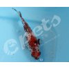 Carassius auratus schubunkin CZ