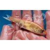 Leuciscus idus gold CZ