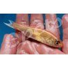 Leuciscus idus gold CZ
