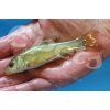 Tinca tinca green natur CZ
