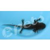 Ambystoma mexicanum axolotl CZ