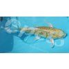 Kapr koi mix barev AA kvalita Izrael závojnatý (Karp koi mix "AA" Quality Izrael long finn) 18 - 20 cm
