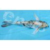 Karp koi mix AA Izrael long finn CZ