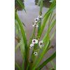 Sagittaria Sagittifolia