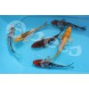 Karp koi mix AA Quality Europe CZ1