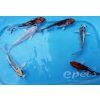 Kapr koi mix barev AA kvalita Izrael (Karp koi mix "AA" Quality Izrael) 13 - 15 cm