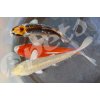 Karp koi mix Israel AA Quality CZ1