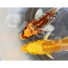 Karp koi mix Israel AA Quality CZ2