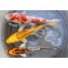 Karp koi mix Israel AA Quality CZ