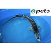 Acipenser stellatus Sternhausen3