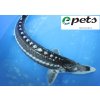 Acipenser stellatus Sternhausen1