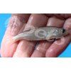 Leuciscus idus blue CZ