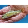 Tinca tinca green natur CZ