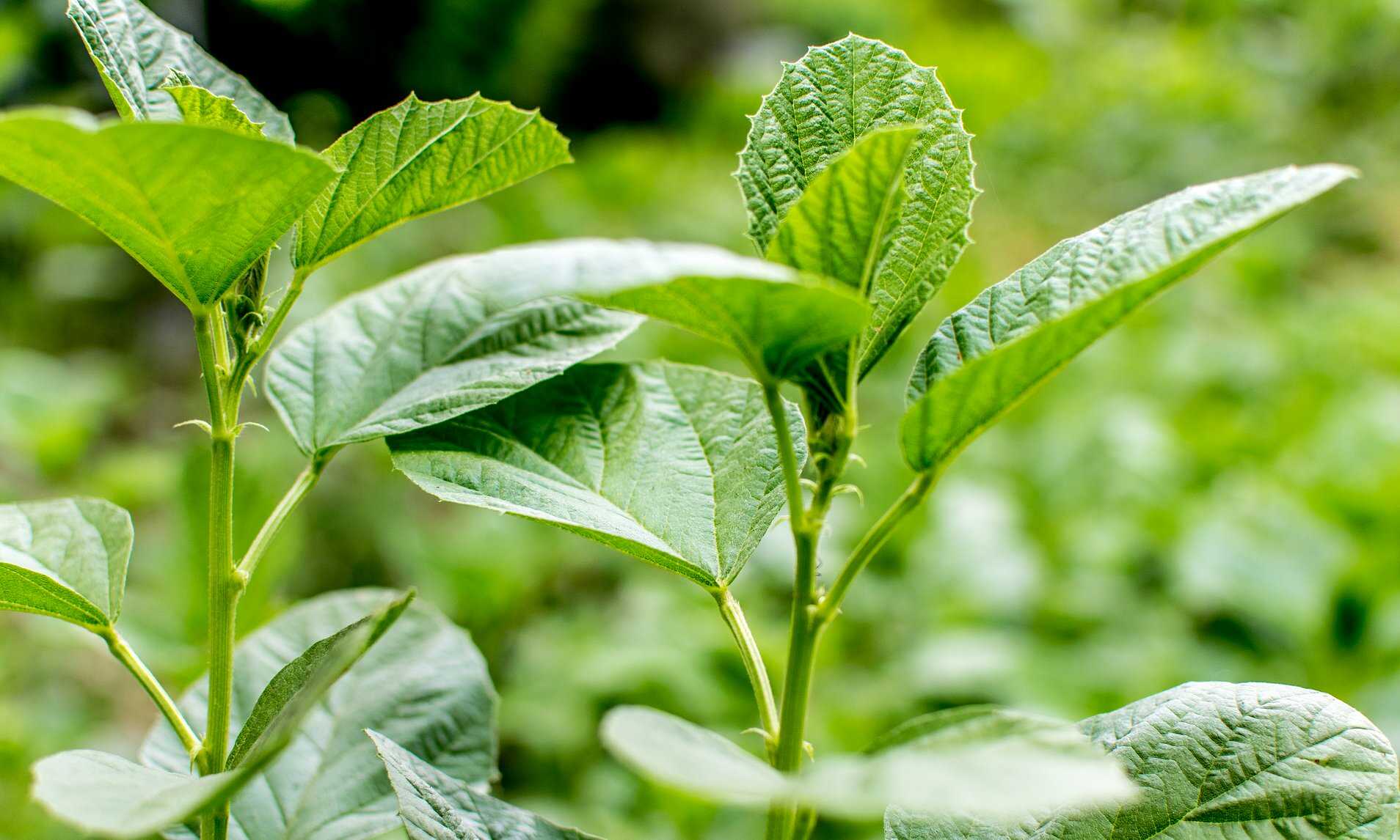 Zázrak zvaný “babchi”