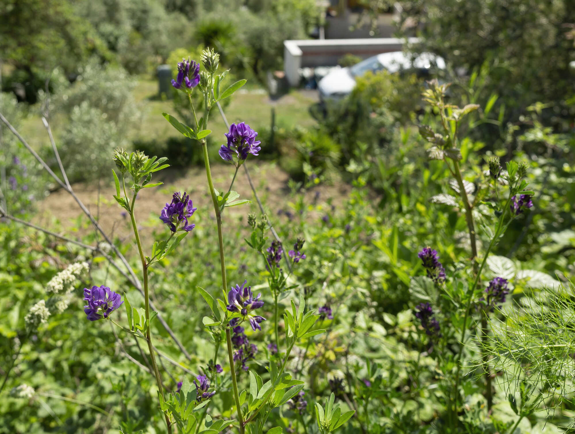 CANACORILIN® – when modern science combines with nature for healthy skin