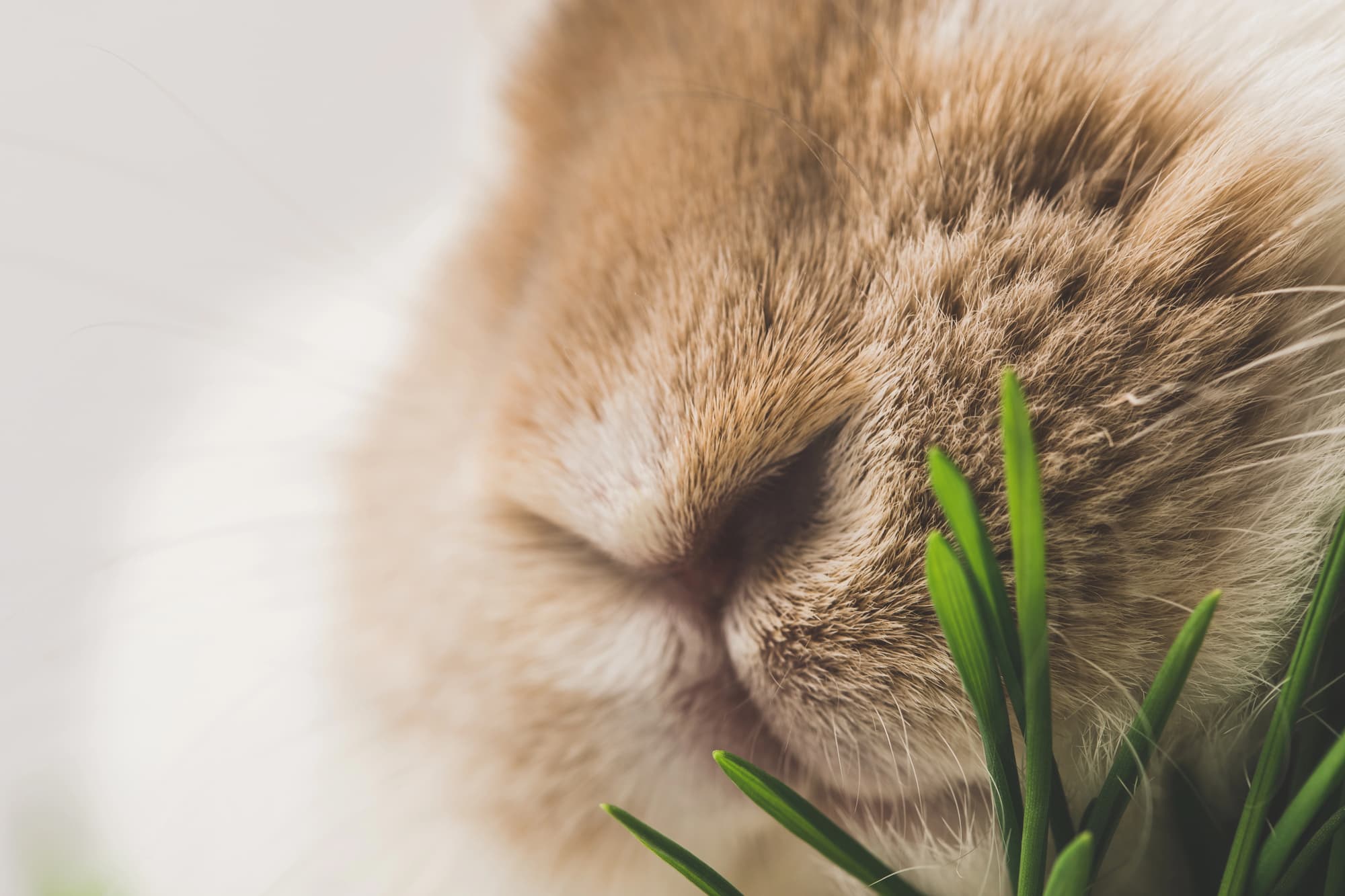 EPIDERMA ZÍSKALA CERTIFIKÁT LEAPING BUNNY: DŮKAZ NAŠEHO ZÁVAZKU K BEZKRUTÉ KRÁSE