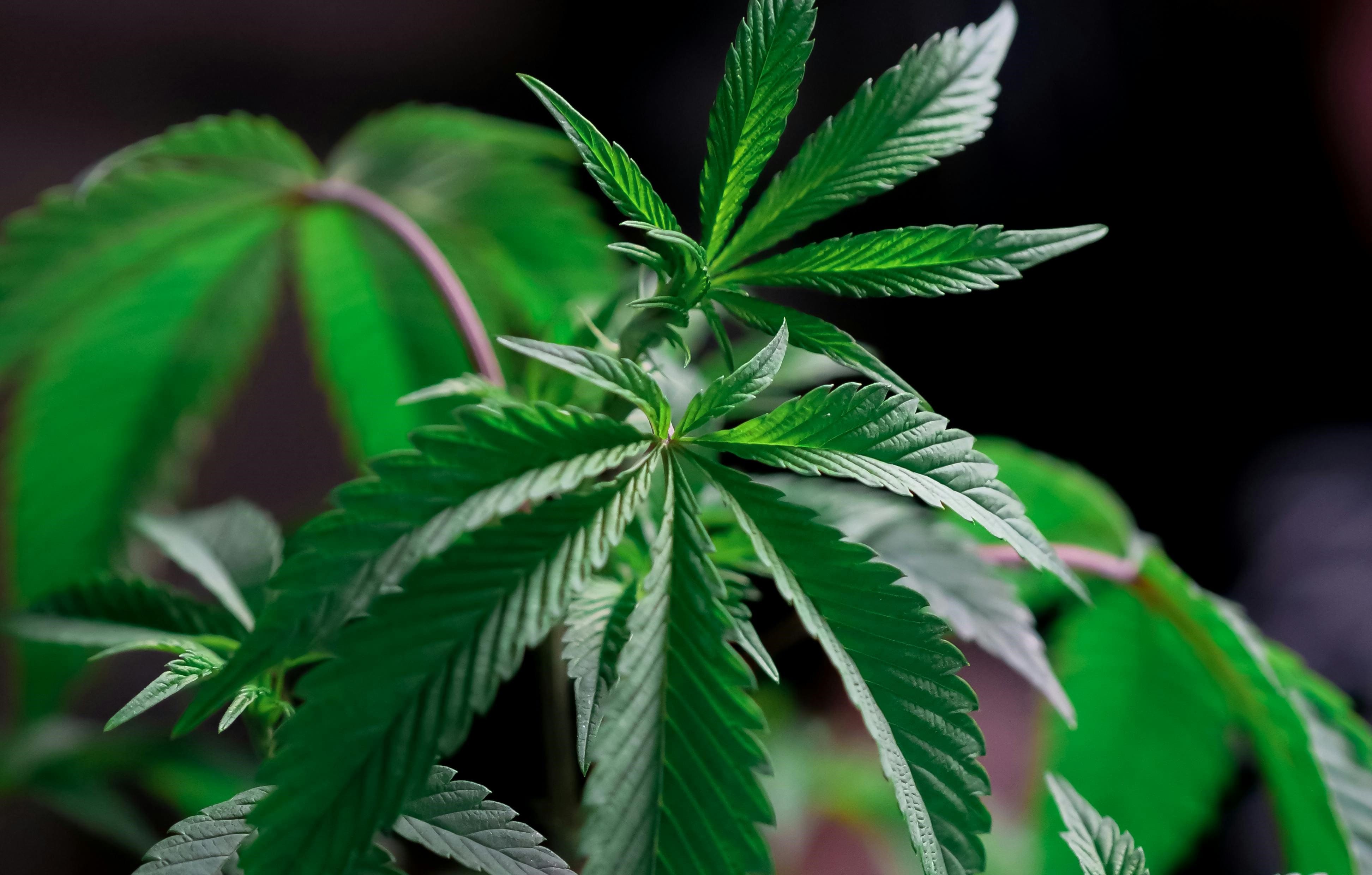 Konopí: Cesta z pole do pleťovky