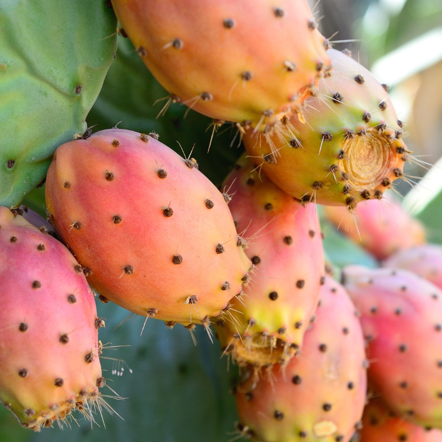 Nopal na hubnutí, diabetes i kocovinu? - Podcast