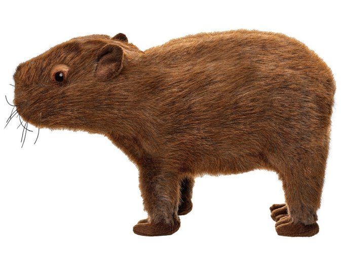 8047 pluss capybara 34 cm pluss jatekok