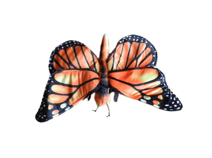 0016035 motyl oranzovy B602290.jpg