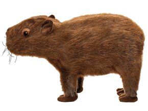 8047 pluss capybara 34 cm pluss jatekok