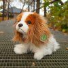 Plüss kutya King Charles spániel 25 cm