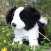 Plüss border collie kutya 27 cm