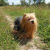 Plüss Yorkshire terrier állófigura 30 cm