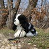 Plüss King Charles spániel kutya pórázzal 27 cm