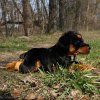 Rottweiler plüss kutya 44 cm