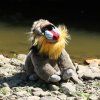 Plüss mandrill 28 cm