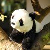 Plüss panda 23 cm  PUHA