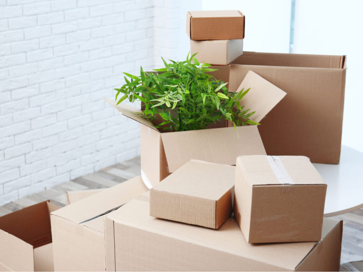 How-To-Pack-Plants-For-Moving-House-1200x900