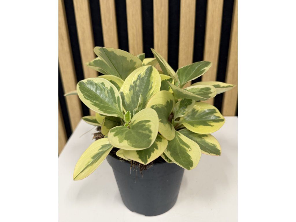 Peperomia obtipan bicolor