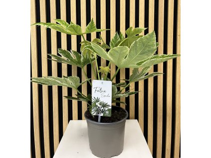 Fatsia variegata