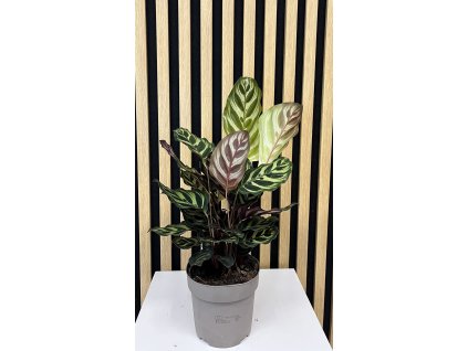 Calathea