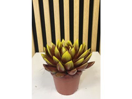 Echeveria color A
