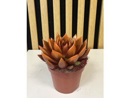 Echeveria color B