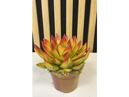 Echeveria color D