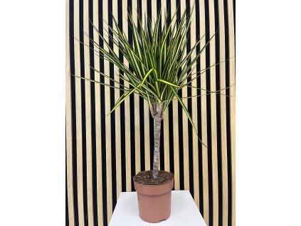 Dracena sunray