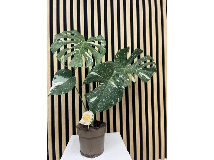 Monstera Thai