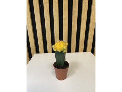 Gymnocactus žlutý